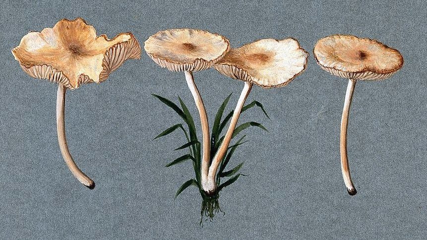 Mushrooms and the Future: Why We Should Pay Attention to Fungi