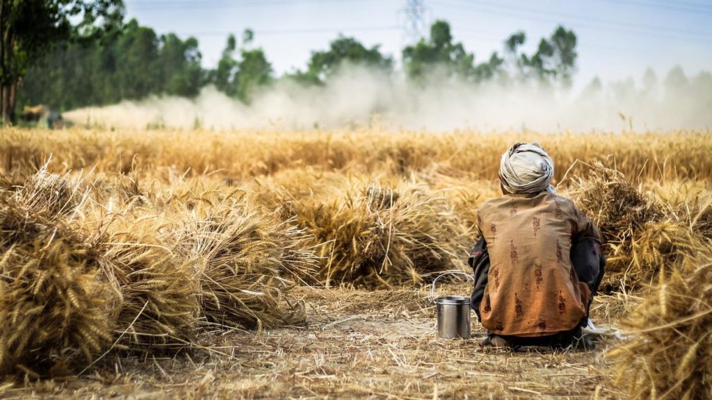 India Bans Wheat Export to Ensure “Overall Food Security”