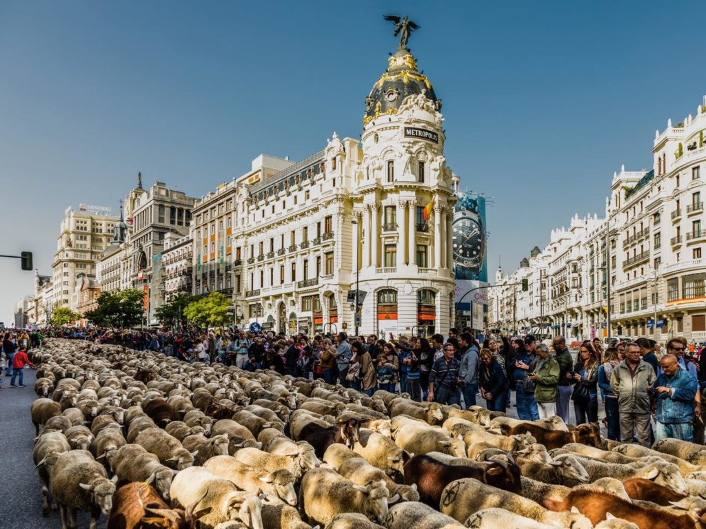 Thousands of Sheep on Madrid’s Streets