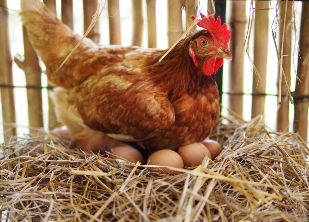 An ‘Egg-Producing Female’ Is a Hen, Not a Woman