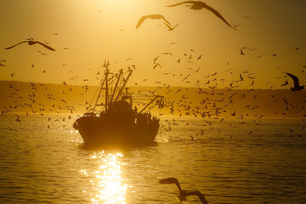 Qatargate and Western Sahara Complicate New EU-Morocco Fisheries Deal