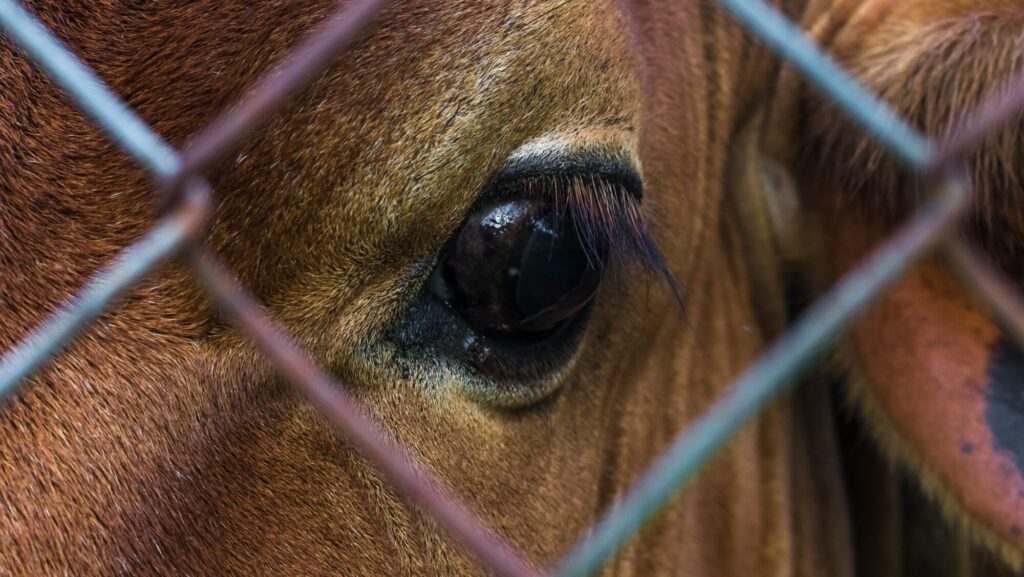 How ‘Cattle COVID’ Is Ravaging Spain’s Farms