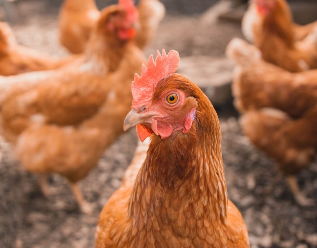 Ukrainian Oligarch Benefits From EU Chicken Sales