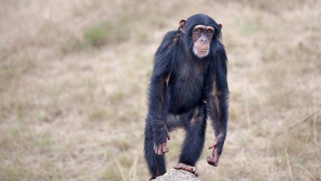 Spain Considers Giving Special Protection to Apes