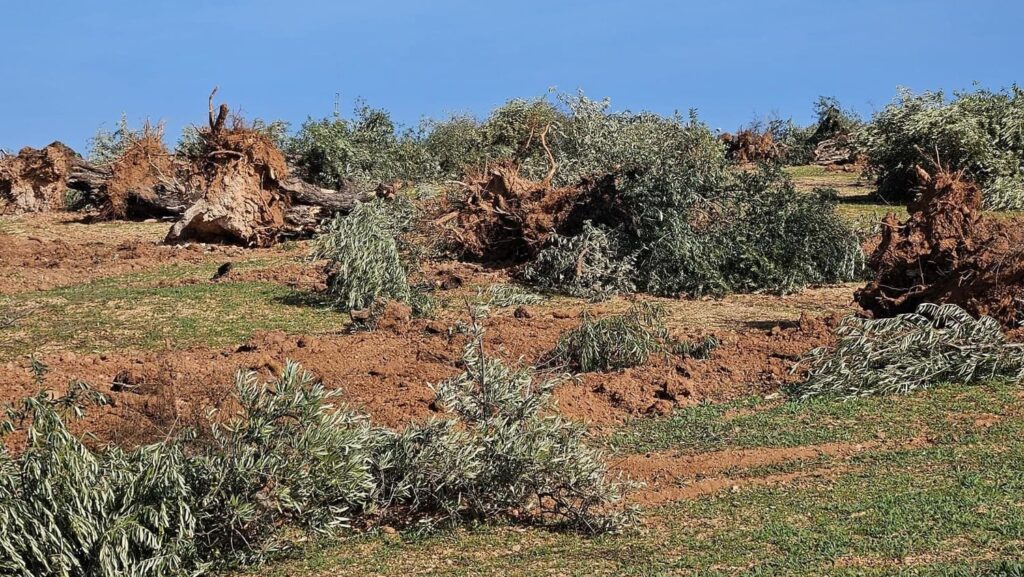 Olive Trees vs Solar Panels: Going Green Means No More Greens?