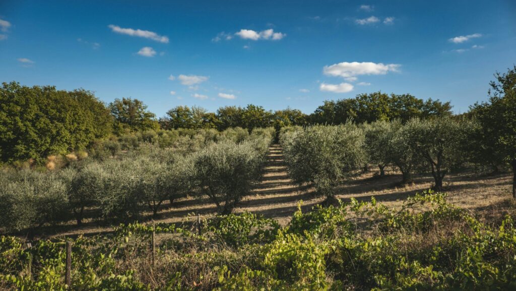 VOX Battles To Save Spain’s Olive Groves From Solar Takeover