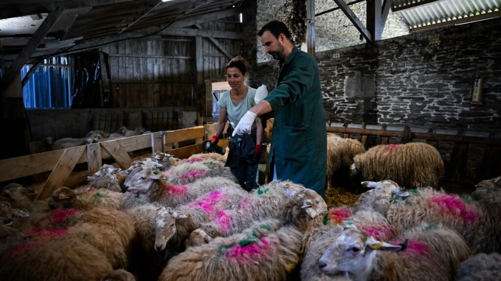 Sheep farmer Chrystelle Quointeau (L) and veterinarian Mickael Martin (R) vaccinate sheep against bluetongue disease in a farm in Haut-Corlay, western France on August 12, 2025.