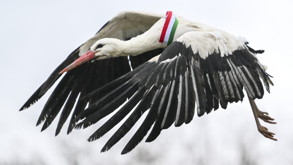 Stork with Hungarian tricolor (illustration pro-family policies) MTI
