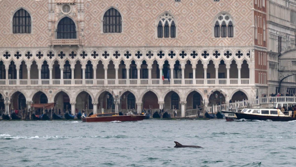 The dolphin nicknamed 'Mimmo' by the Venetians swims in the St Mark's bassin in Venice, on November 16, 2025.