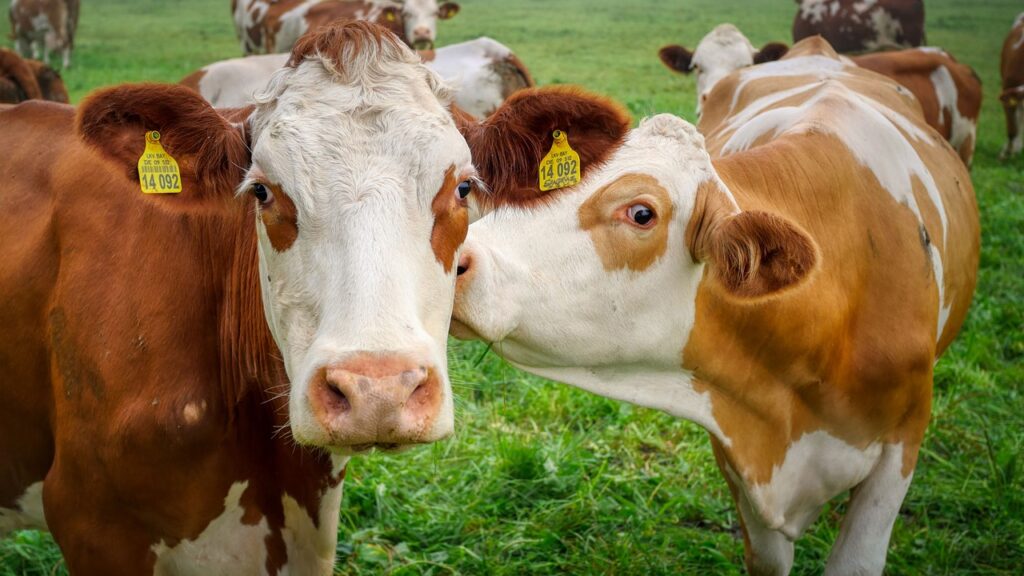 French Farmers Cry Foul as Forced Slaughter and Police Crackdowns Deepen Rural Anger