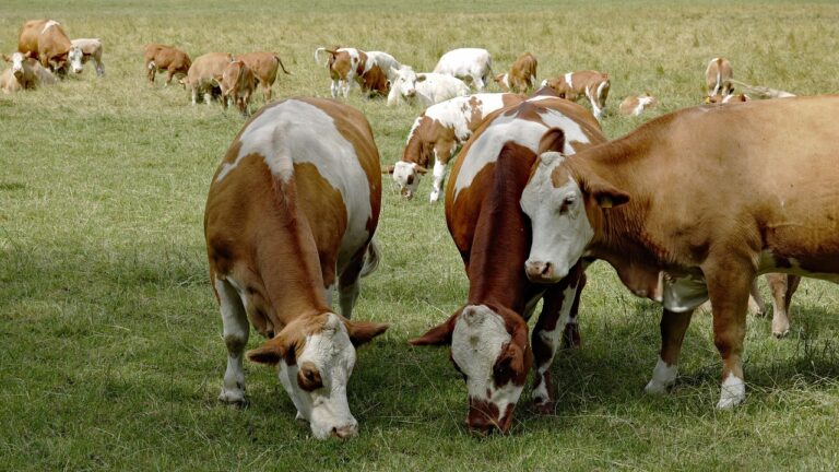 Flatulence vs. Fossil Fuels: Germany’s 2030 Climate Plan