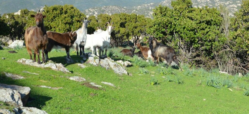 France: Afghan Facing Trial for Raping Goats and Sheep