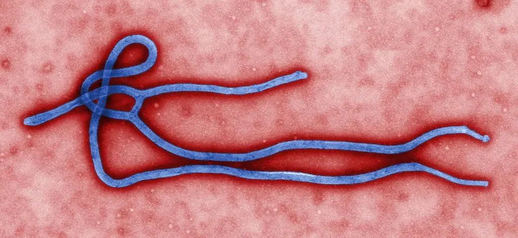 WHO Declares Ebola Outbreak a Global Health Emergency