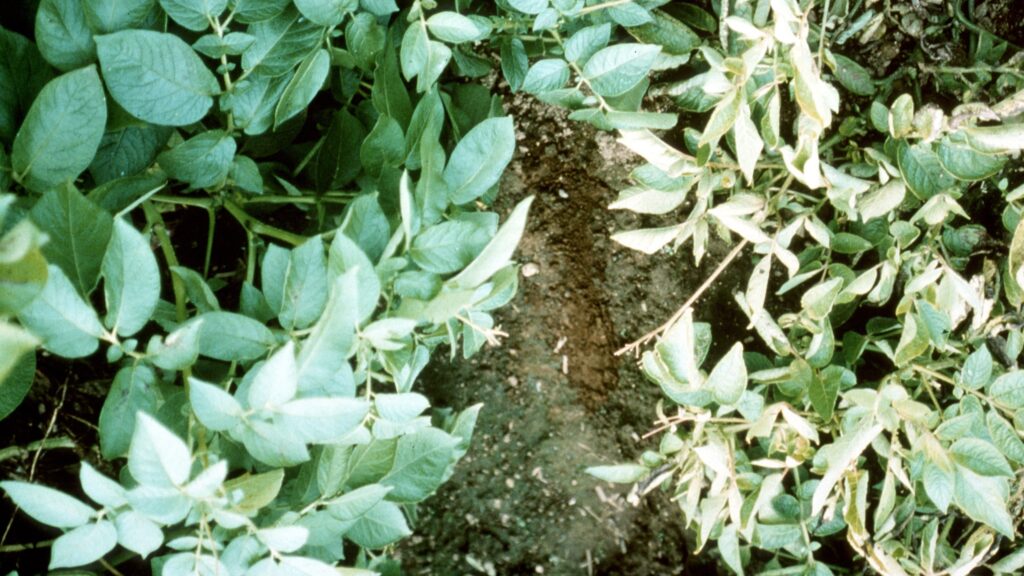 EU Confirms New Regulatory Regime for Genetically Modified Organisms