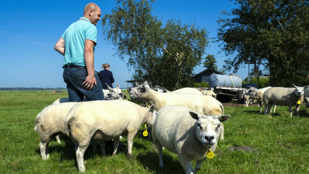 Dutch Farmers Threaten Summer of Protests Over New Nitrogen Rules