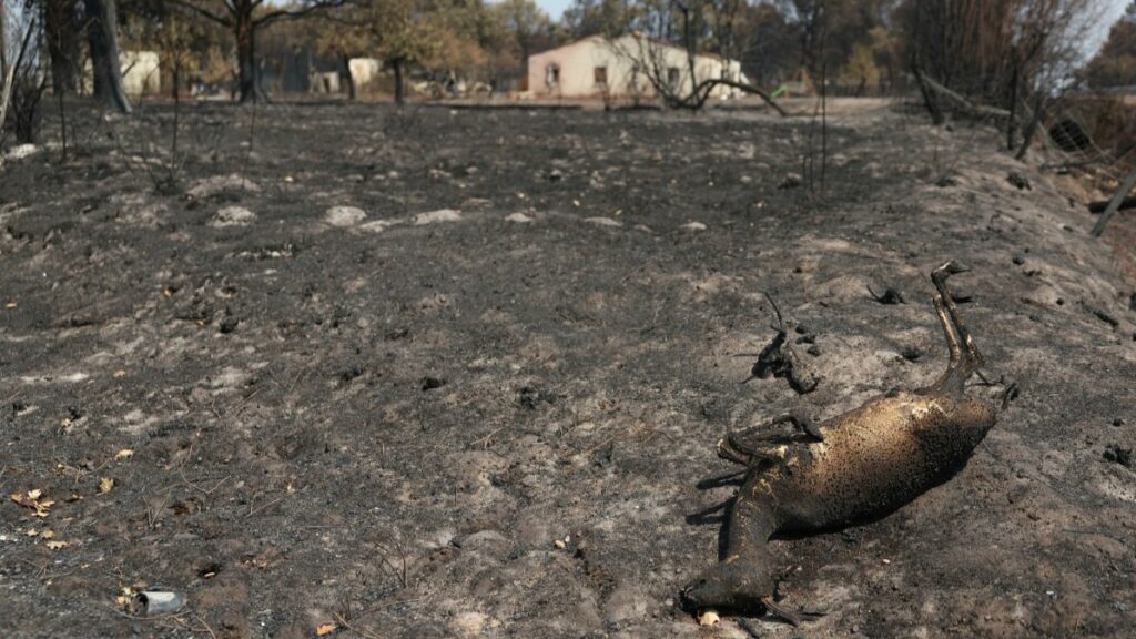 A dead roe deer seen in Andernos-les-Bains, some 40 km from Bordeaux, on July 27, 2026, as a wildfire rages through the forest in Gironde.